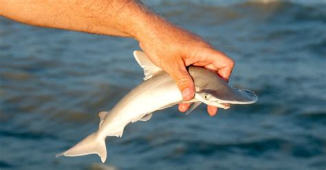 What’s a Baby Hammerhead Shark Called + 4 More Facts! - A-Z Animals