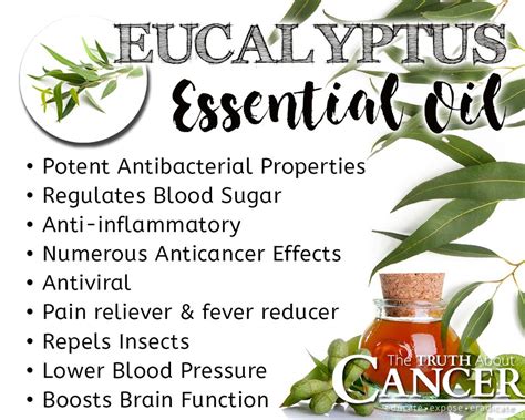 The Powerful Protective Properties of Eucalyptus Essential Oil ...