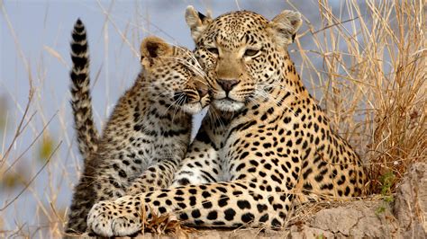 Decade of leopard research | Care of the Wildlife | andBeyond