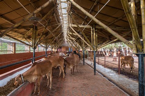 compartment S4 completes a bamboo cow shelter in india