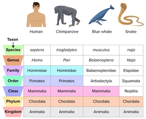 Binomial Nomenclature Examples Of Animals