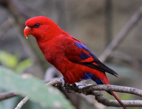 LE LORI ÉCARLATE-Eos Bornea - RED LORY