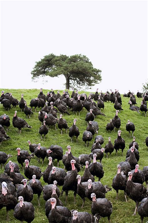 Ten of the best free range turkey farms