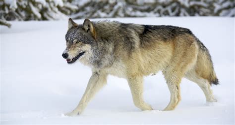 Worlds Largest Wolf Ever Recorded