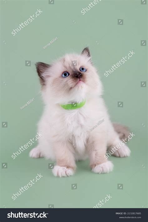 Little Ragdoll Kitten Blue Eyes Green Stock Photo 2132817685 | Shutterstock