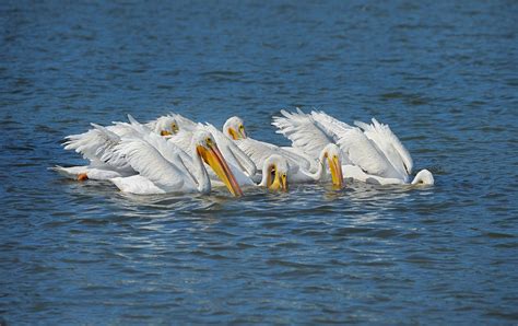 Pelican | Taxonomy, Habitat, Description, & Facts | Britannica