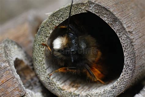 Closeup on a Male European Orchard Mason Solitary Bee, Osmia Cornuta ...