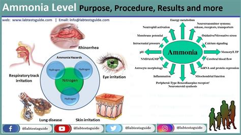 Ammonia Level | Lab Tests Guide