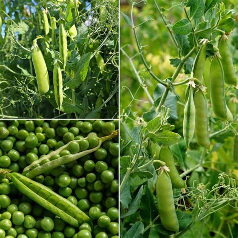 How to Grow Green Peas from Seeds (Matar) at Home | Gardening Tips