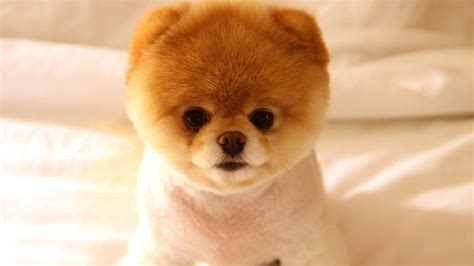 Pomeranian Puppies: A Shameless "AAaaahhhh CUTE!" Post • Lazer Horse