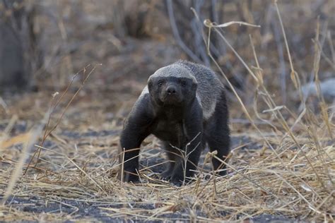 The Honey Badger: 5 Facts About the World's Fiercest Weasel - Owlcation