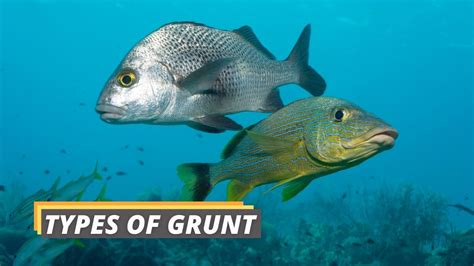 Types of Grunt Fish: A Complete Guide - Fished That