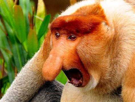 Proboscis monkey – long-nosed monkey | DinoAnimals.com