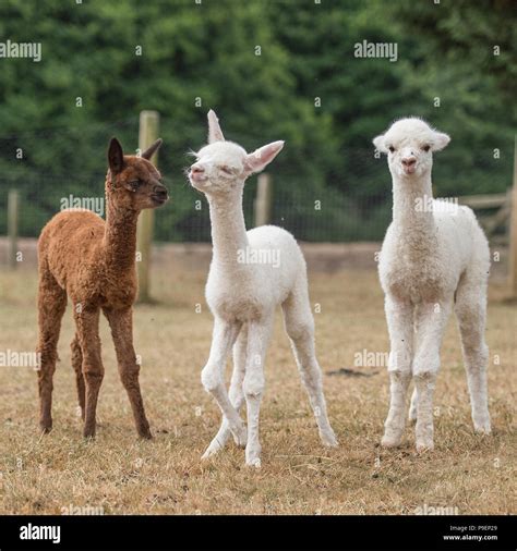 3 baby alpaca Stock Photo - Alamy