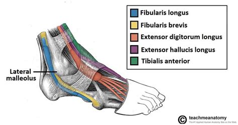 Muscles in the Lateral Compartment of the Leg - TeachMeAnatomy