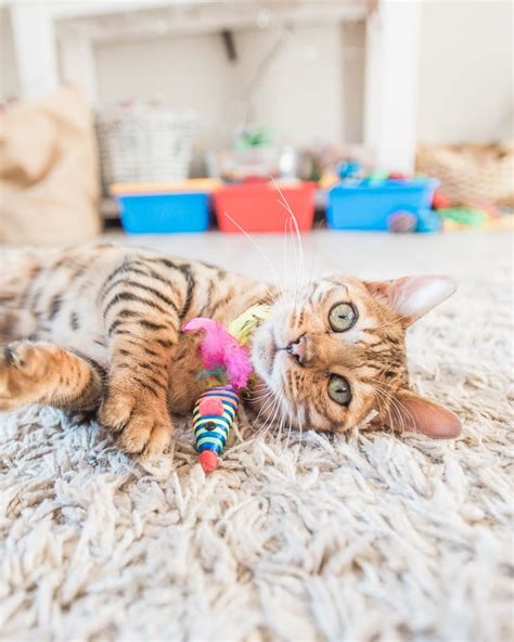 9 Bengal Cat Care Essentials for a Feisty Feline