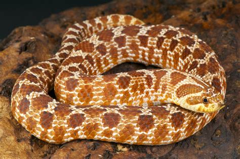 The 5 Best Small Pet Snakes (for Beginners) | Keeping Exotic Pets