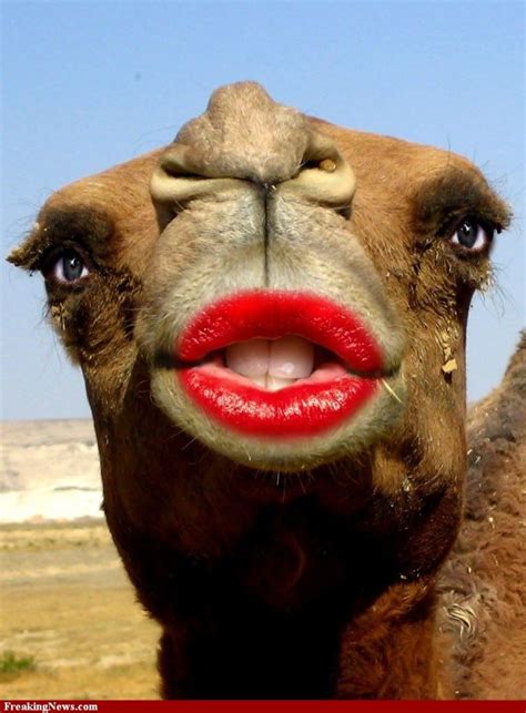 Lips Are Art or Are For Kissing - Page 3 | Camels funny, Camel animal ...