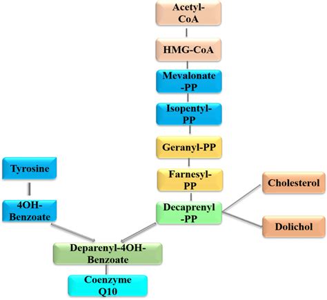 A schematic representation of coenzyme Q10 biosynthesis. Farnesyl-PP ...