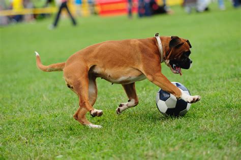 Best Dog Toys For Boxer Puppies | Wow Blog