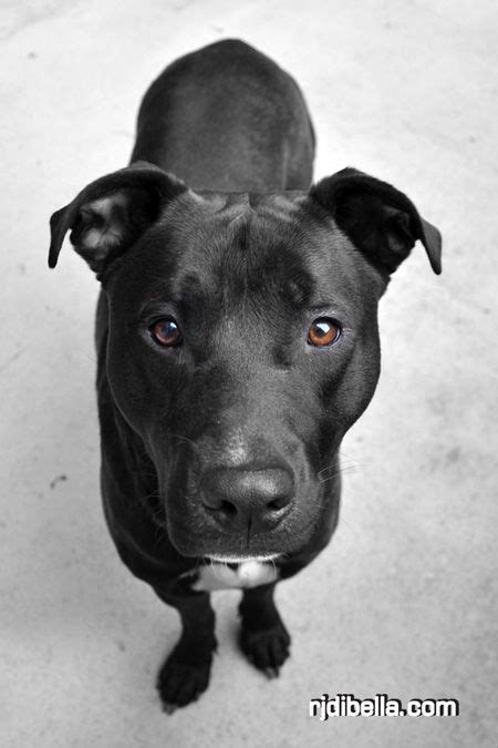 pitbull lab mix images | Mojo the dog. Hes a Black Lab Pit Bull mix ...