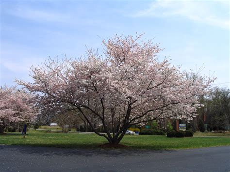 Yoshino Cherry Trees Blooming in Spring | Diana Digs Dirt Yoshino ...