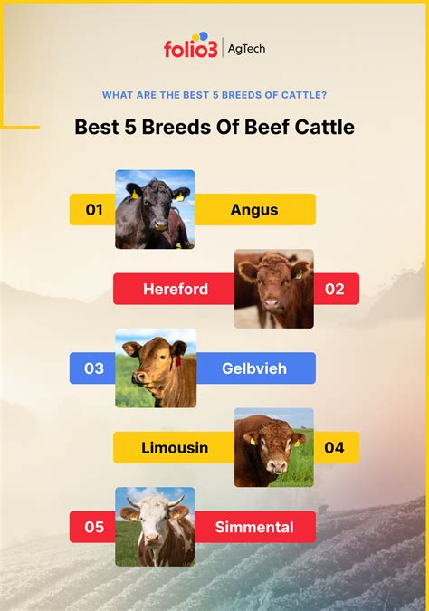 Best Beef Cattle Breeds in the World (2024)