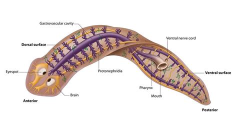 Planaria