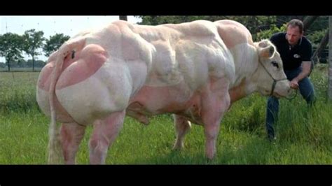 Belgian Blue Bull - YouTube