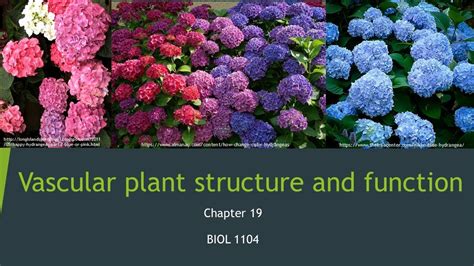 1104_Chapter 19: Vascular plant structure and function - YouTube