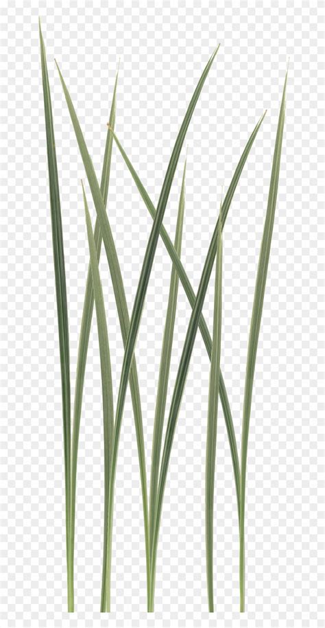 Grass Blades Png - Sweet Grass, Transparent Png - 682x1599(#2747152 ...