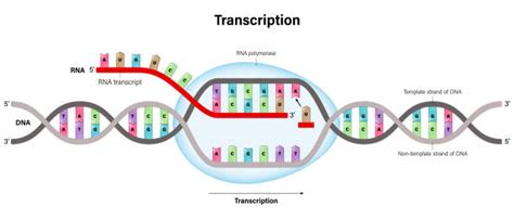 Dna Transcription Drawing