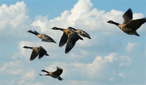 Geese In Formation Stock Photo - Image: 7918930