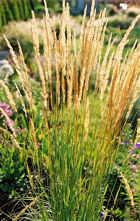 23 Varieties of Ornamental Grasses We're Obsessed With | Ornamental ...