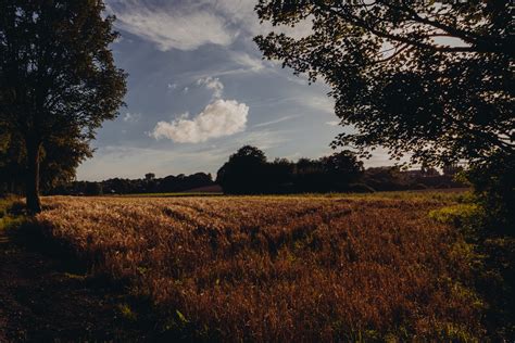 1920x1200 wallpaper | brown tall grass field | Peakpx