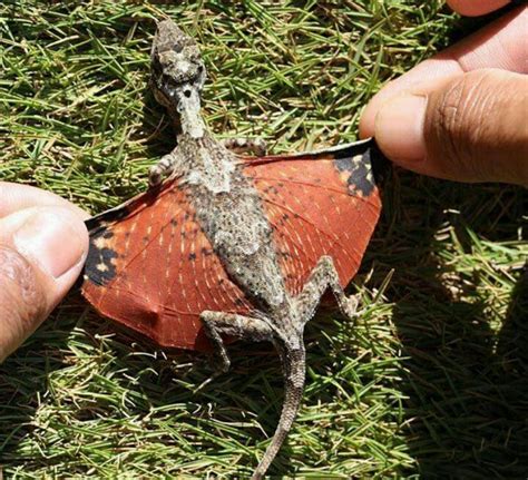 Draco Boland, or flying dragons, native to tropical forests of Asia ...