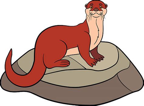 River Otter Illustrations, Royalty-Free Vector Graphics & Clip Art - iStock