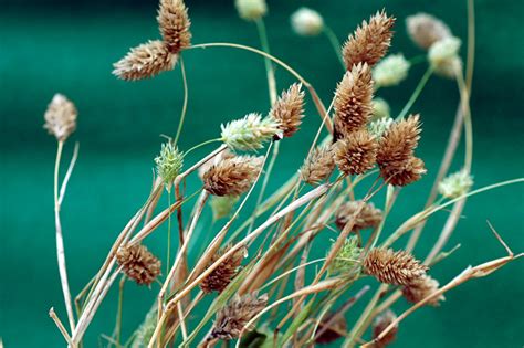 Phalaris minor • New Zealand Plant Conservation Network