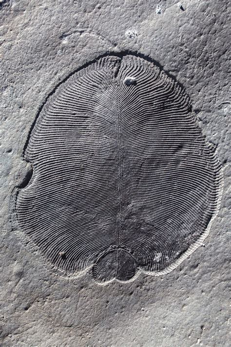 Cholesterol’s molecular fossil identifies Earth’s oldest large animals﻿﻿