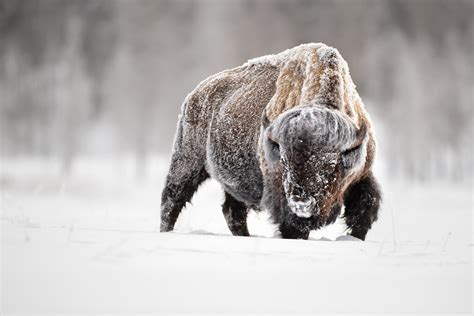 Winter Photography In Yellowstone-Bison — Revealed In Nature 2.0