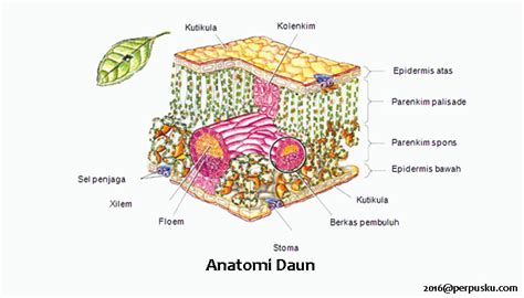 Struktur Morfologi Dan Anatomi Daun Tumbuhan | The Best Porn Website