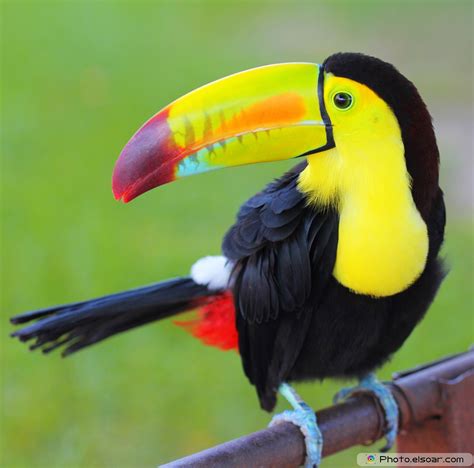 Toucans. Colorful Bird In Pictures - ELSOAR