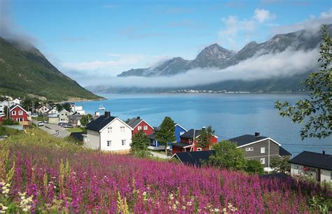 What Is The National Flower Of Norway | Best Flower Site