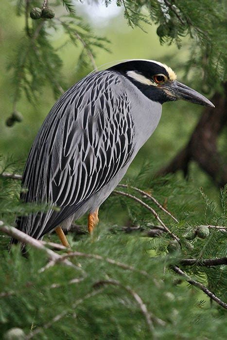 Yellow-crowned Night Heron - Nyctanassa violacea | Wildlife Journal Junior