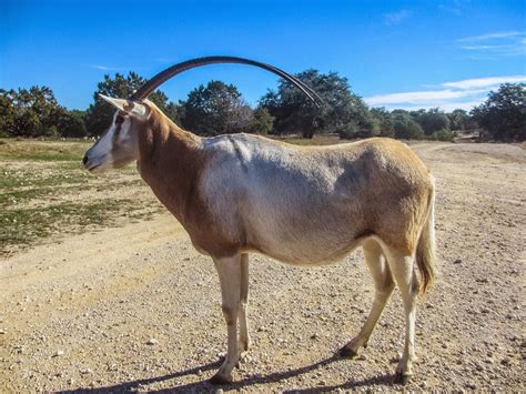 Cannundrums: Scimitar-Horned Oryx