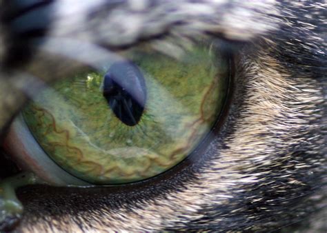 Cat Eye Reflection 02 | Cat Eye Macro Reflection | Flickr