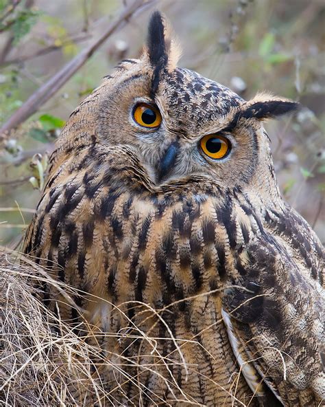 Eurasian Eagle-Owl in China - Shanghai Birding 上海观鸟