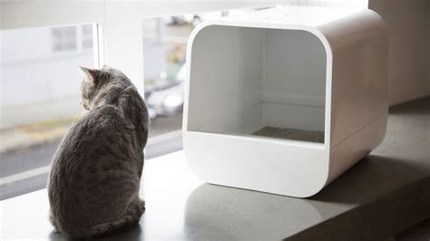 Top 5 Cat Litter Boxes - Purrfect Love