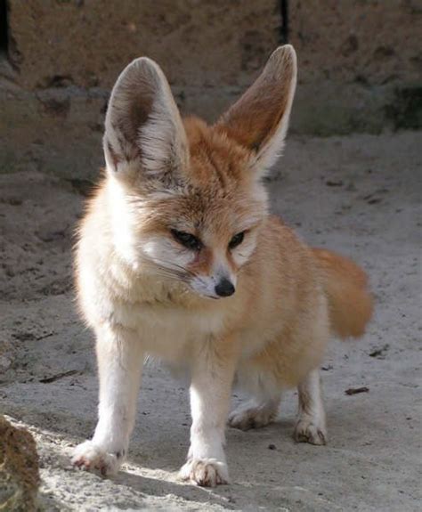 Fennec fox or Fennec (Vulpes zerda) | Pet fox, Fennec fox pet, Fennec fox