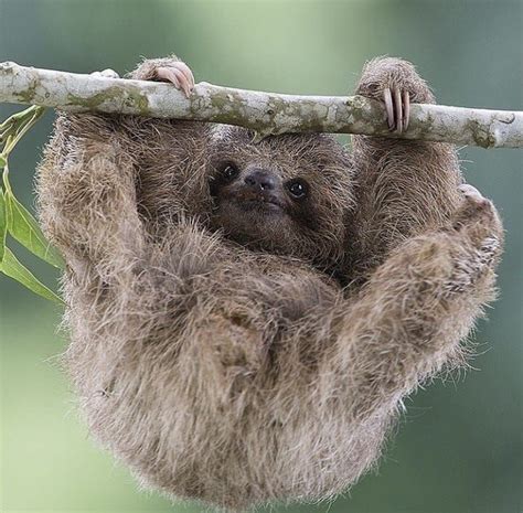 Top 10 incredible facts about the sloth | The Sloth Conservation Foundation